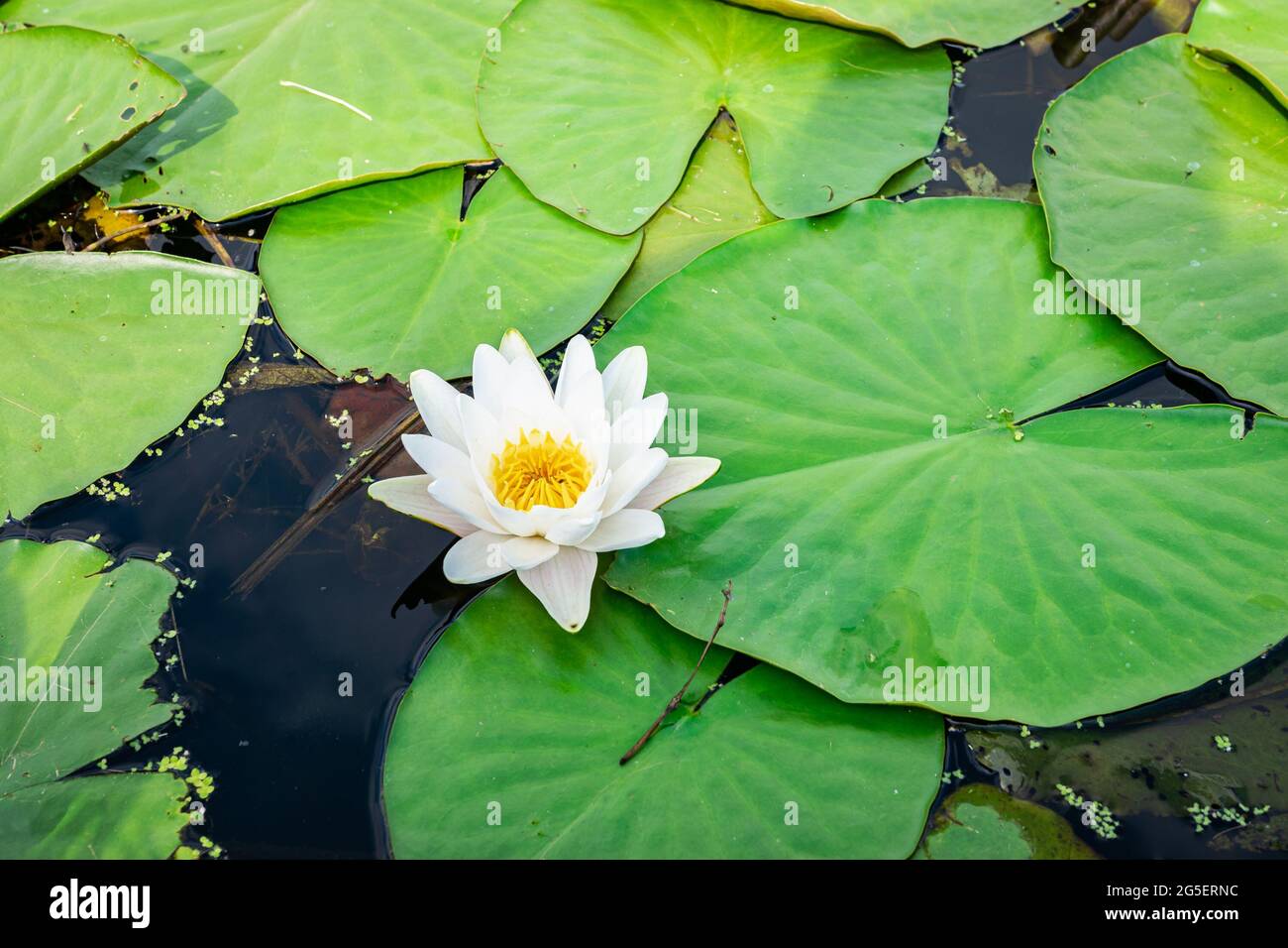 Nénuphar avec de belles feuilles flottantes vertes dans un fossé rempli d'eau Banque D'Images