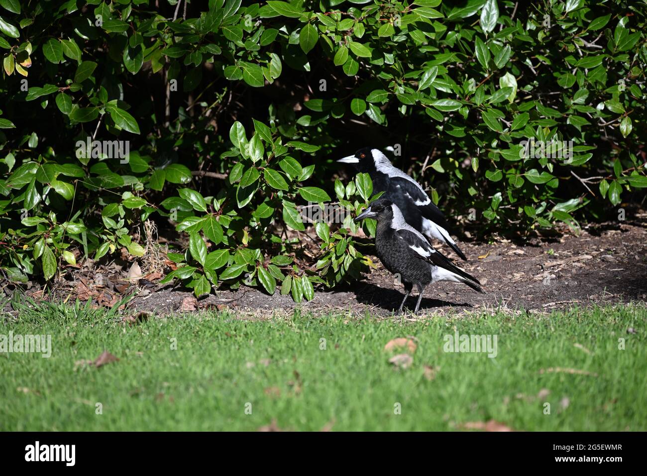 Un jeune magpie australienne explore un jardin, tandis que sa mère regarde avec prudence depuis l'arrière-plan Banque D'Images