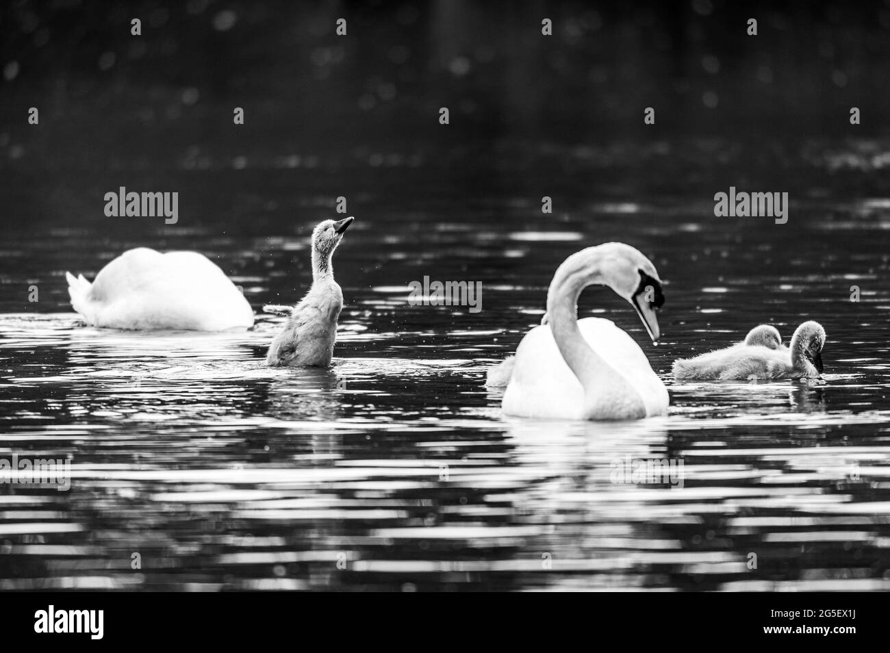 Cygnets et cygnes muets adultes, cygnus olor, secouant l'eau des jeunes plumes Banque D'Images