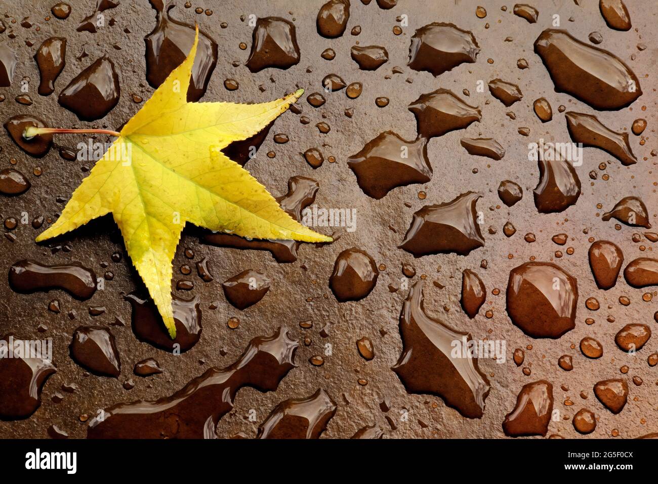 Feuille d'automne jaune colorée au milieu des gouttes de pluie réfléchissantes Banque D'Images