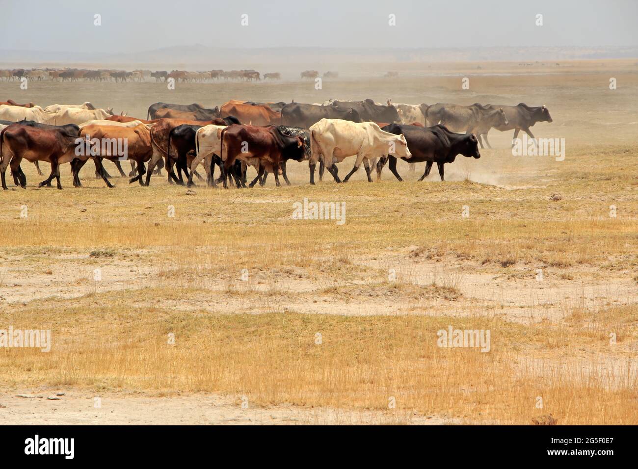 Grand troupeau de bovins Masai marchant sur des plaines poussiéreuses, Kenya Banque D'Images