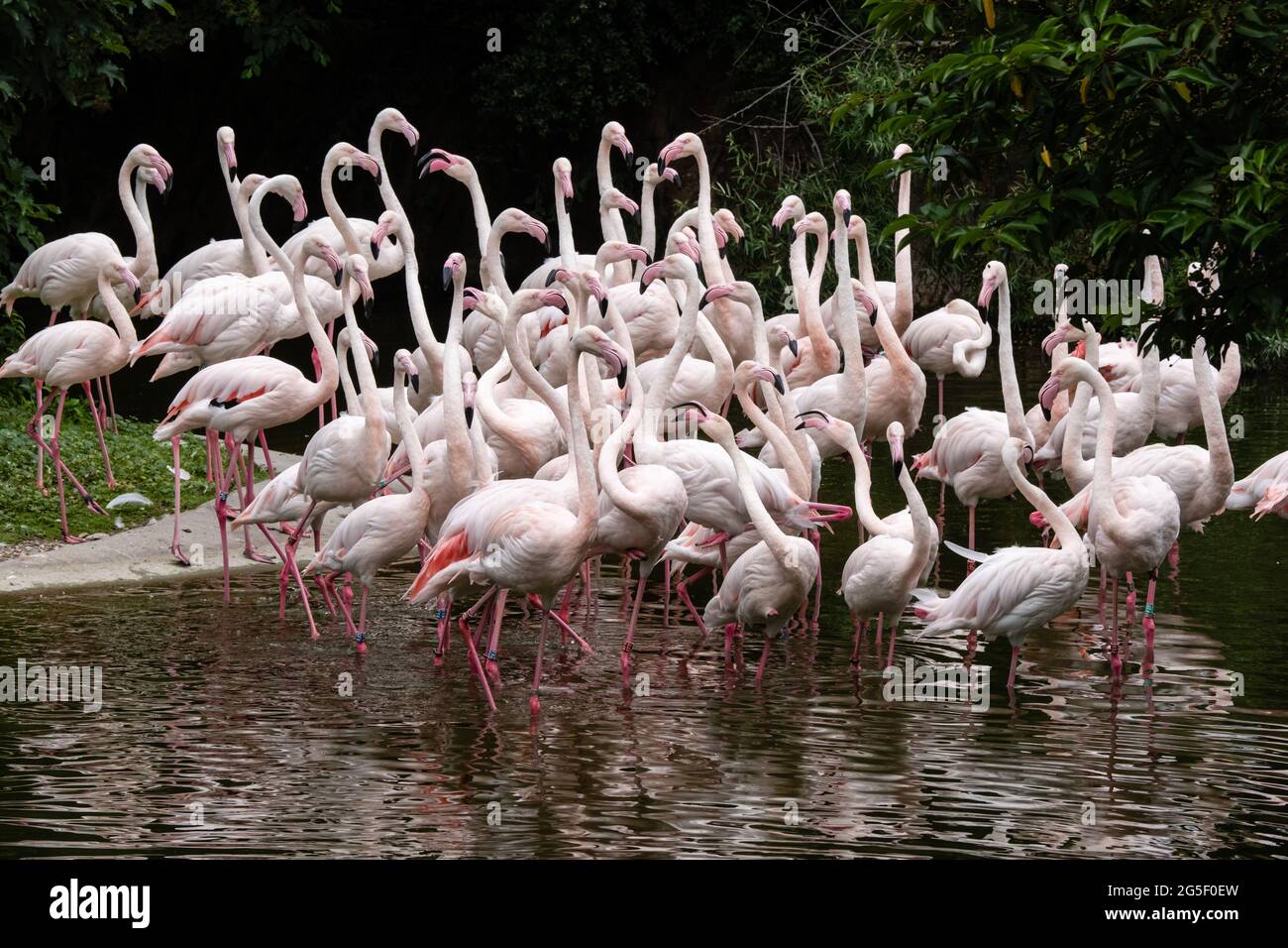 Lyon (France), 25 juin 2021. Groupe de flamants roses les jambes dans l'eau dans le parc de la tête d'or. Banque D'Images Lyon (France), 25 juin 2021. Groupe de flamants roses les jambes dans l'eau dans le parc de la tête d'or. Banque D'Images