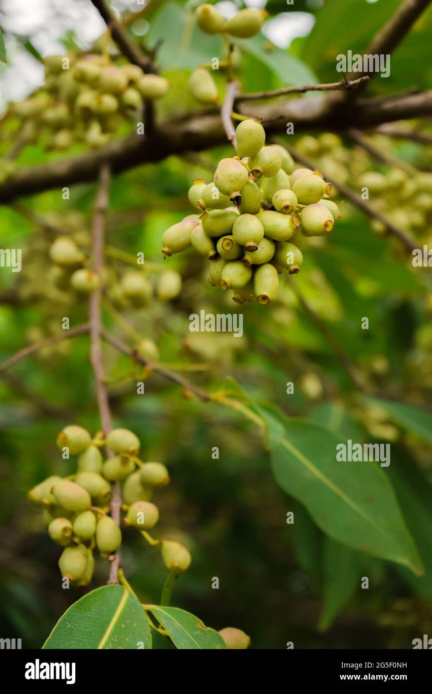 Baies de Jamun vert non rippées également connues sous le nom de prune noire sur l'arbre pendant la saison estivale en Inde. Ce fruit a de nombreux avantages pour la santé. Banque D'Images