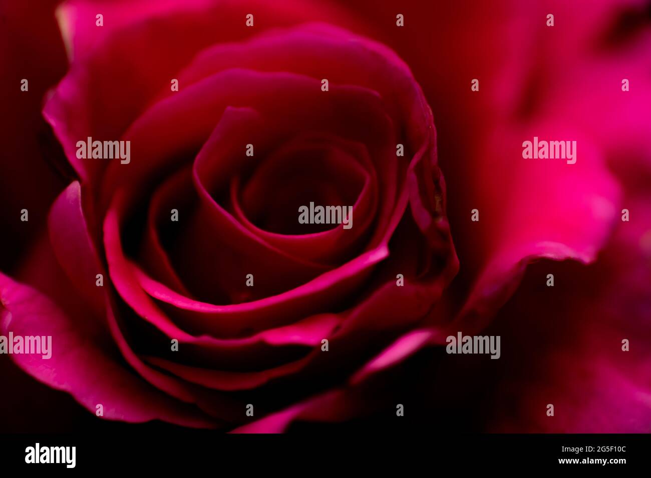 Résumé gros plan de la fleur de rose rouge flou pour l'arrière-plan. Banque D'Images