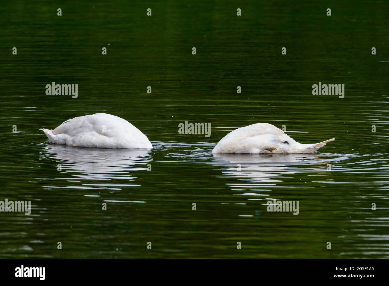 Faites des cygnes sur la réserve naturelle du lac Backwell Banque D'Images