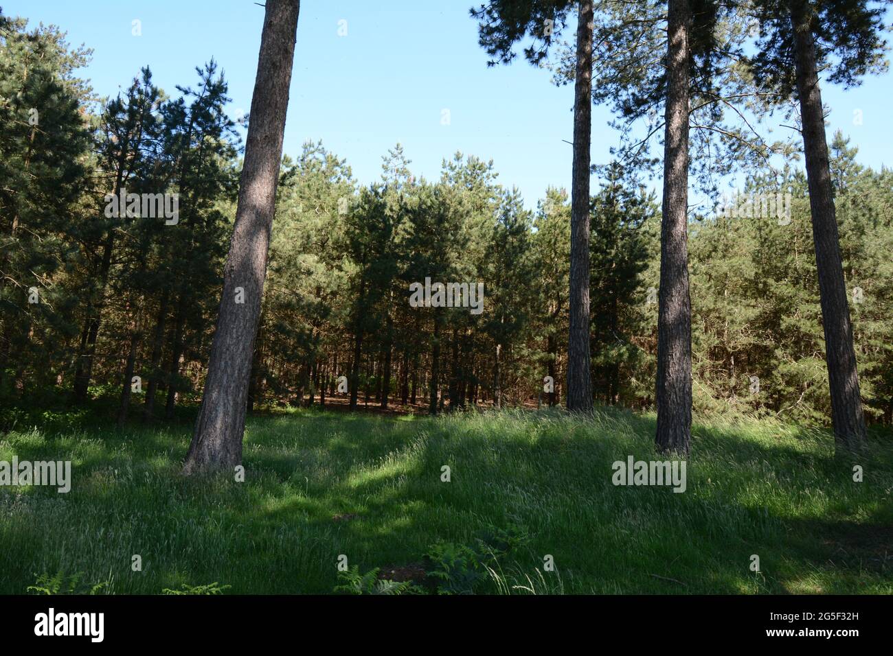 Rendlesham Forest OVNI observation à la station RAF Woodbridge USAF Suffolk England UK police lumières dans le ciel effacer extraterrestres étrange observation Banque D'Images