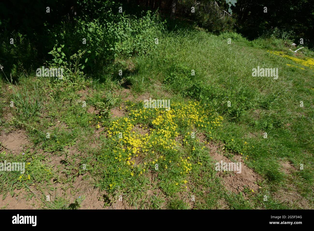 Fleurs jaunes dans la forêt de Rendlesham observation d'OVNIS à la