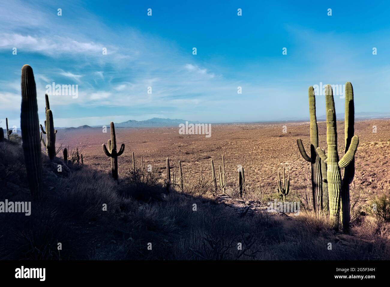 Le cactus le plus haut du monde, le saguaro, le sentier de l'Arizona, le parc national de Saguaro, l'Arizona, ÉTATS-UNIS Banque D'Images