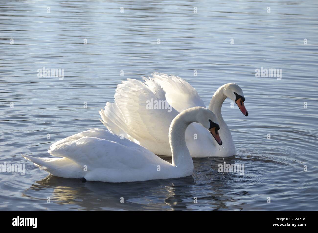 Un cygne dans un affluent du Danube en hiver Banque D'Images