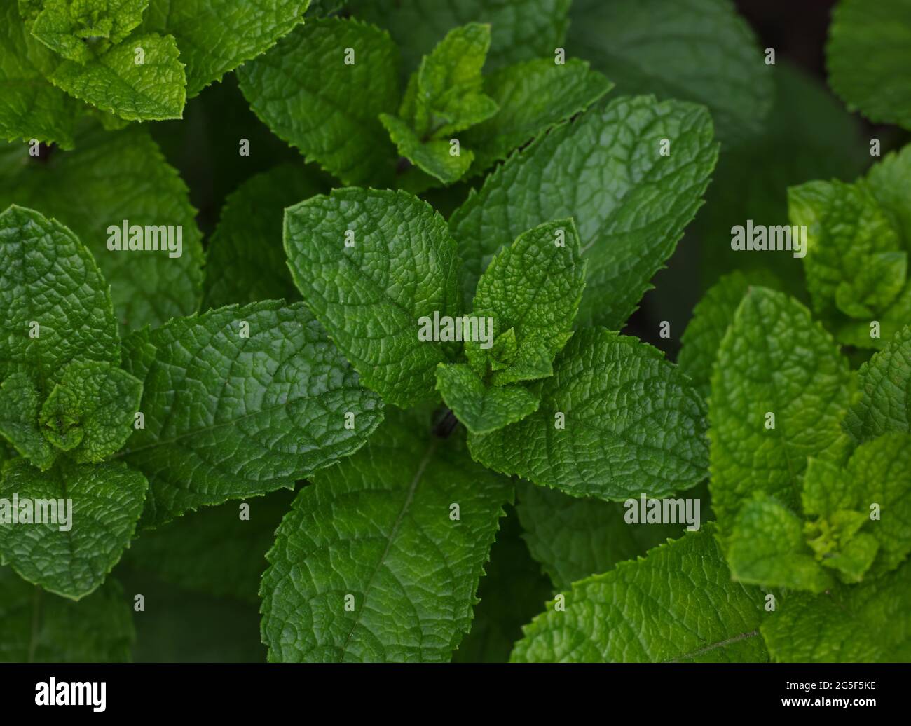 Gros plan sur les feuilles de menthe verte fraîche qui poussent sur le lit de jardin d'herbes en sol ouvert, vue surélevée, directement au-dessus Banque D'Images