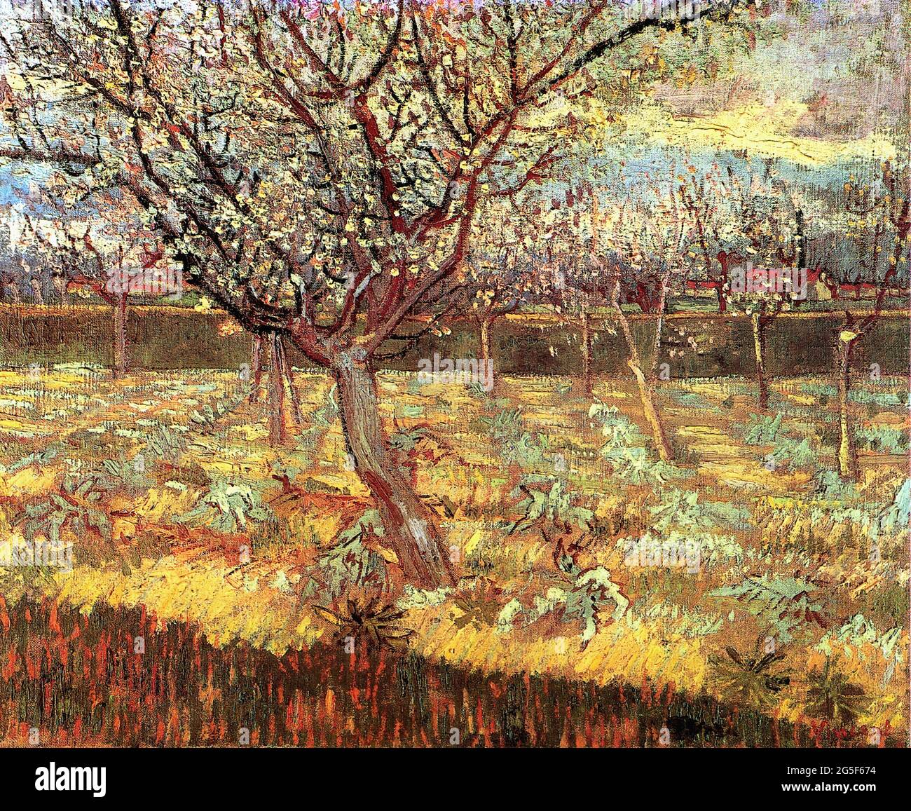 Vincent Van Gogh - Apricot arbres Blossom 1888 Banque D'Images