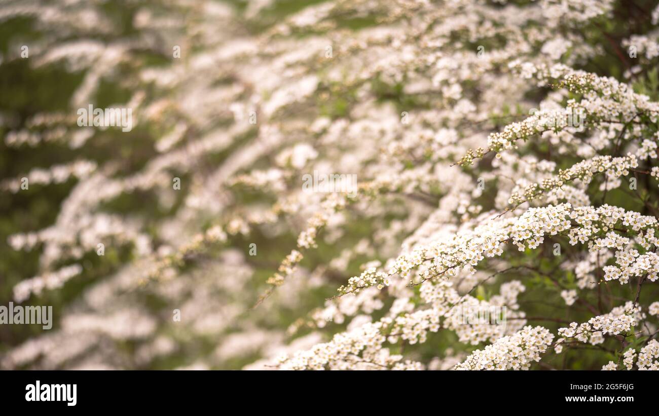 Buissons de spirée fleuris dans de petites fleurs blanches à la lumière douce d'un matin de printemps. Arrière-plan. Le concept des arbustes en croissance pour la conception de paysage. Banque D'Images