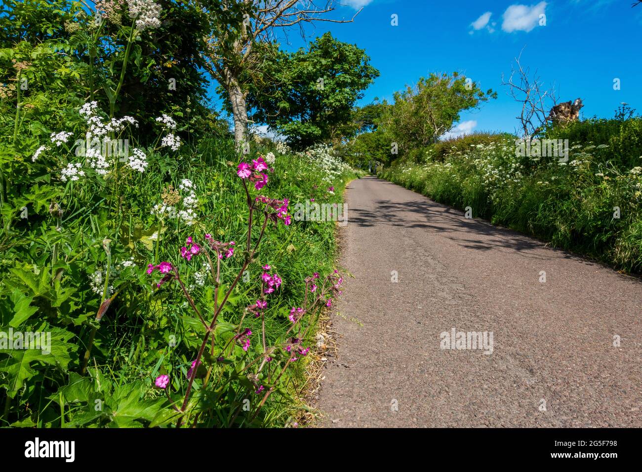 Fleurs sauvages qui poussent au bord d'une route rurale au Royaume-Uni Banque D'Images
