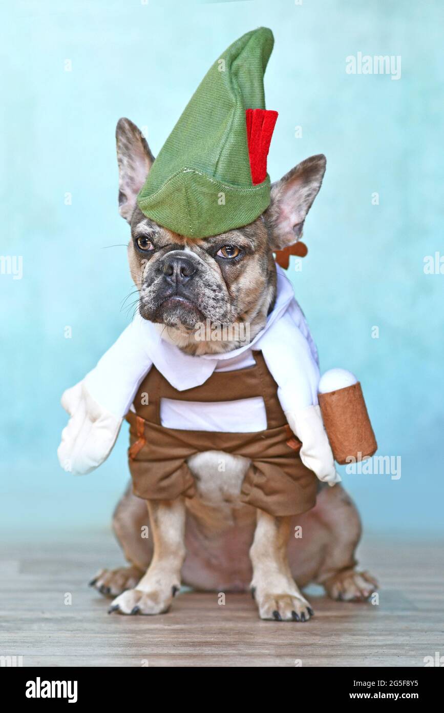 Chien de taureaux français Merle habillé avec un drôle de costume traditionnel bavarois « Oktoberfest » avec pantalon Lederhosen, chapeau tirol et une tasse de bière tenue par le fak Banque D'Images