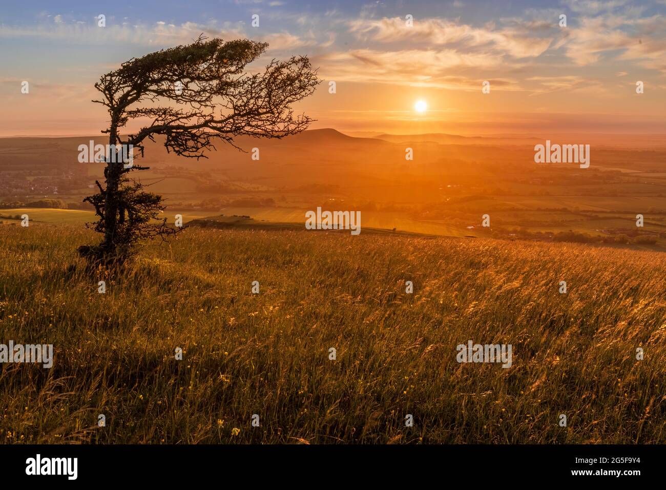 Seul au coucher du soleil avec un arbre unique et isolé, balayé par le vent, au sommet de la colline de windrover, près de Wilmington East Sussex, au sud-est de l'Angleterre. Banque D'Images