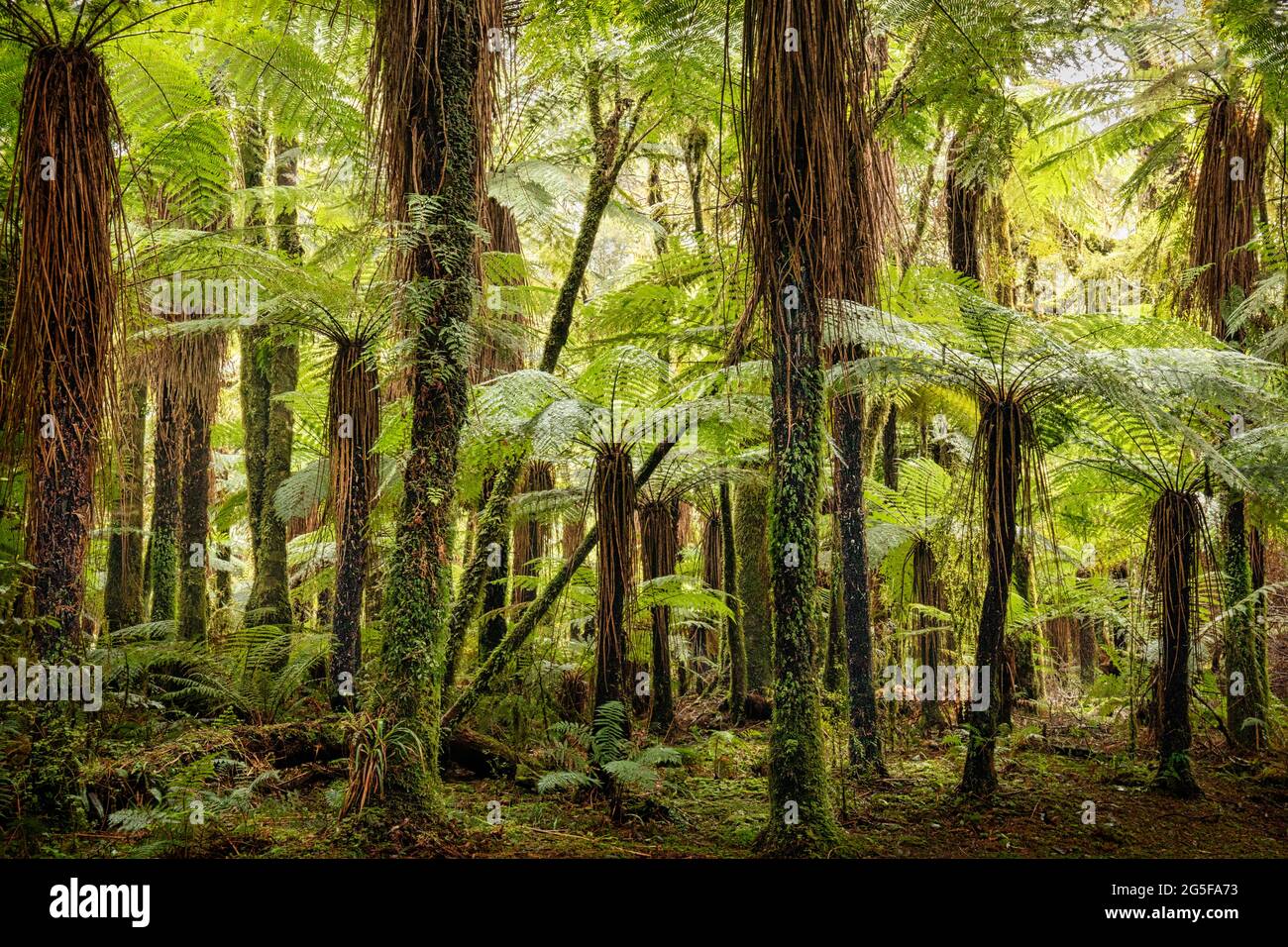 Une forêt de Katote géante fermente près de Haast dans l'île du Sud de la Nouvelle-Zélande Banque D'Images