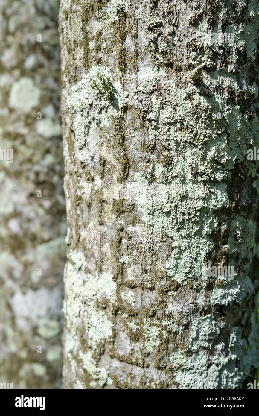 Gros plan des troncs d'arbre couverts de lichen Banque D'Images