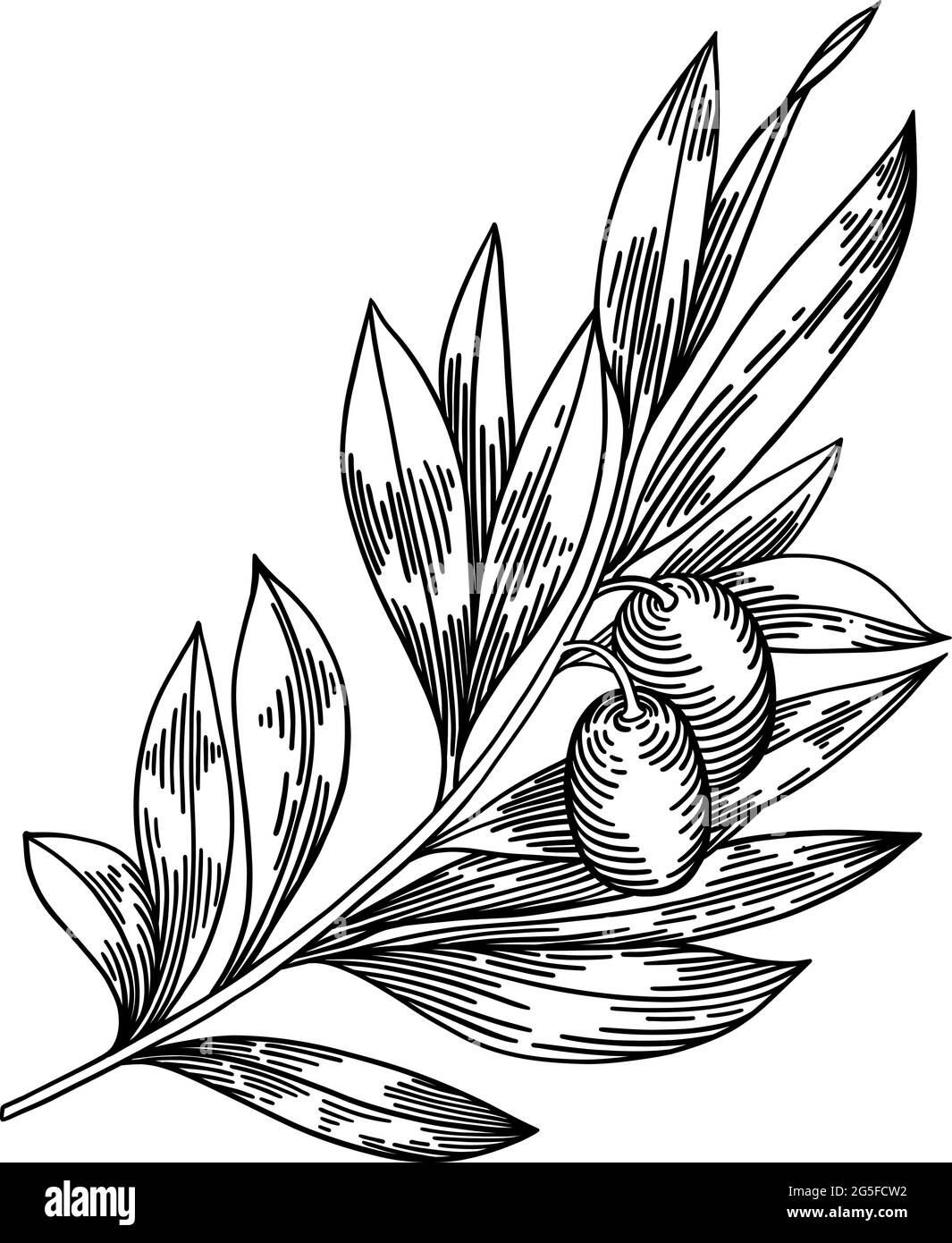 Branches d'olive isolées, feuilles, olives, illustration vectorielle dessinée à la main Illustration de Vecteur