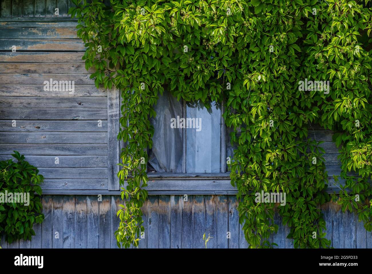 La fenêtre sur la façade en bois de l'ancienne maison abandonnée est recouverte de raisins sauvages décoratifs par un jour ensoleillé. Banque D'Images