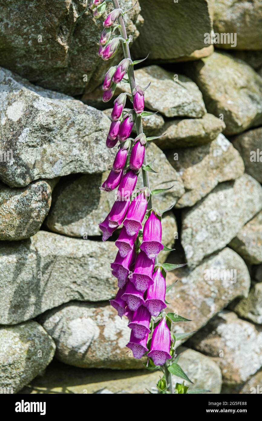 Gros plan d'un foxgant - digitalis purpurea Banque D'Images