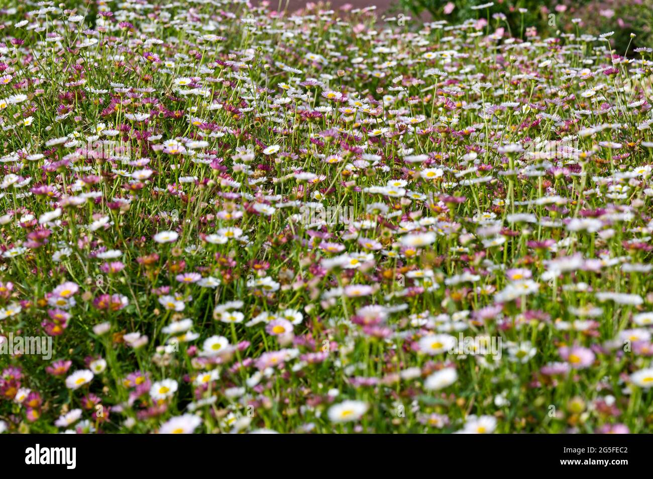 Erigeron karvinsianus / fleabane mexicain en pleine fleur été juin Royaume-Uni Banque D'Images