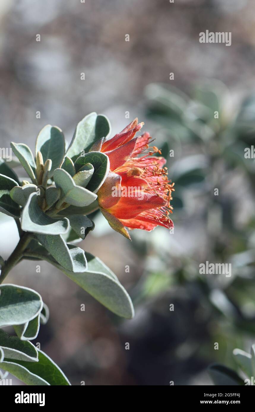 Espèce australienne de roseraie sauvage Diplolaena grandiflora, famille des Rutaceae. Endémique à l'Australie occidentale. Également connu sous le nom de Tamala Rose. Banque D'Images