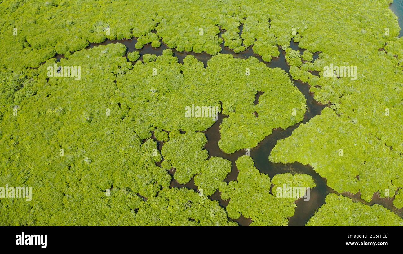 Forêt de mangrove avec des arbres verts dans l'eau de mer, vue aérienne. Tropical avec les mangroves Grove. Banque D'Images