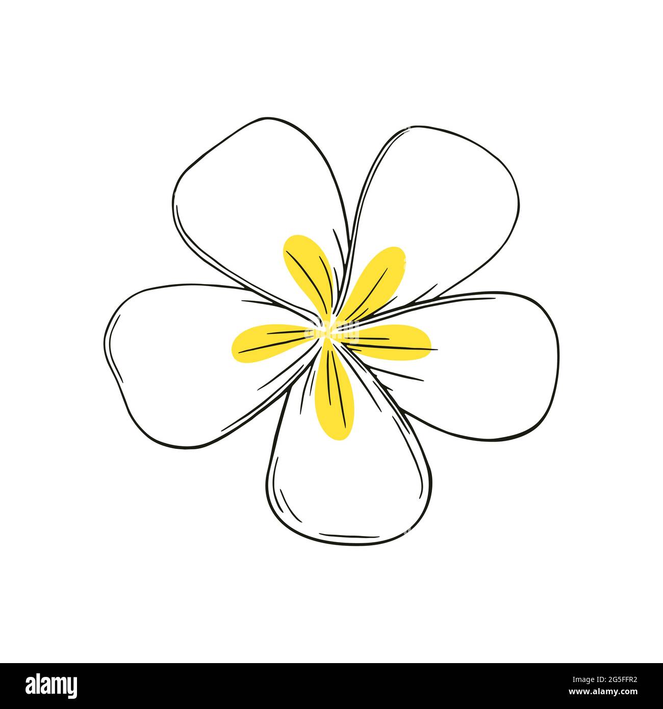 Frangipani ou plumeria fleurs exotiques d'été avec des pétales jaunes. Fleurs frangipani dessinées à la main isolées sur fond blanc. Vecteur de contour Illustration de Vecteur
