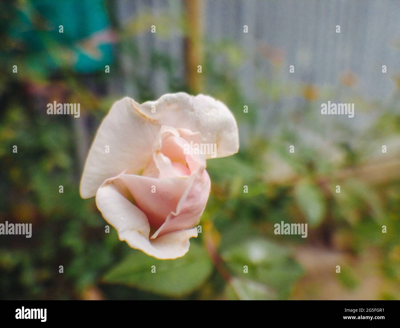 Une rose chinoise pâle fleurir dans le jardin Banque D'Images
