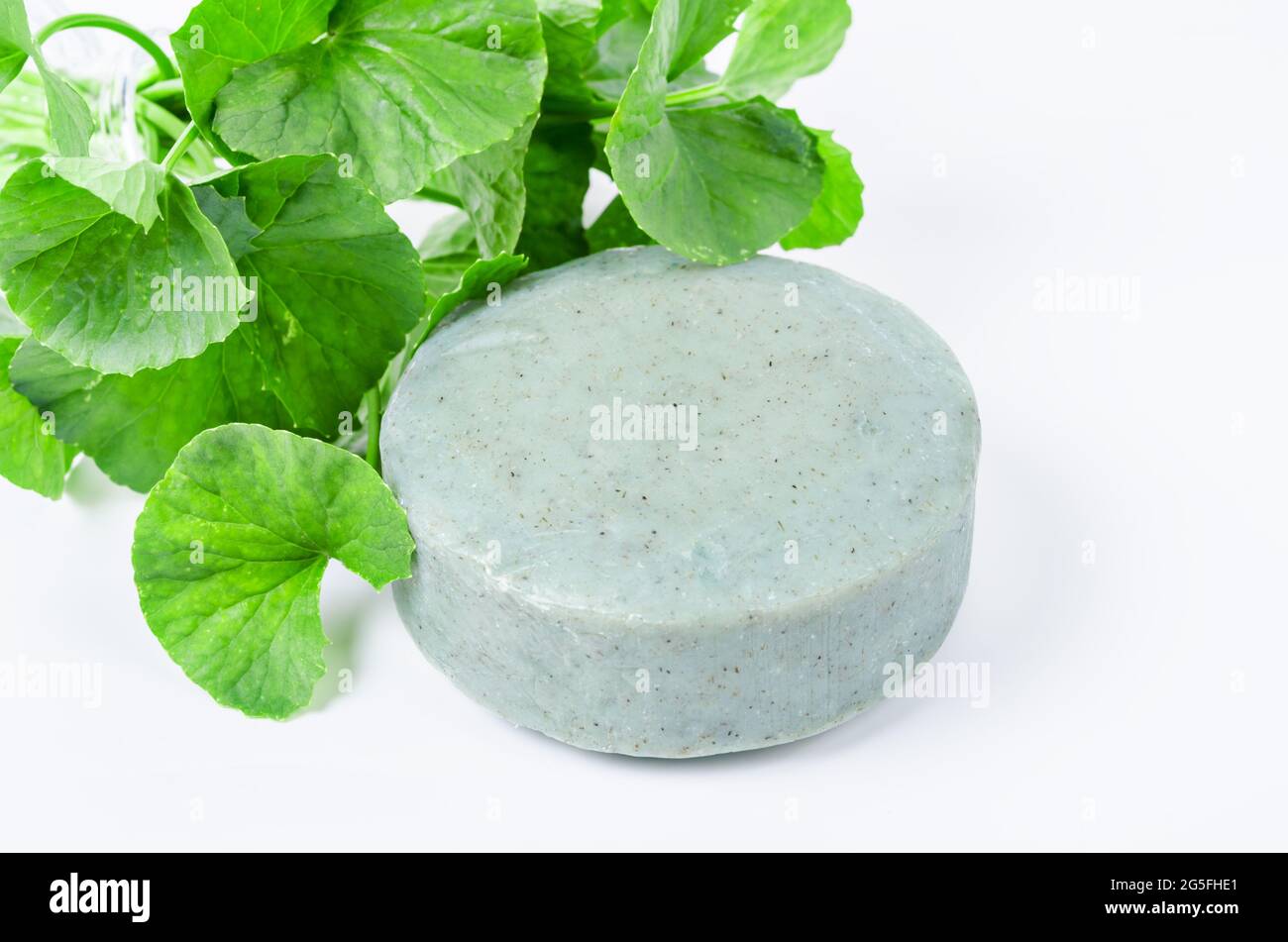 Centella asiatice frais avec du savon vert feuille centella isolé sur fond blanc. Banque D'Images