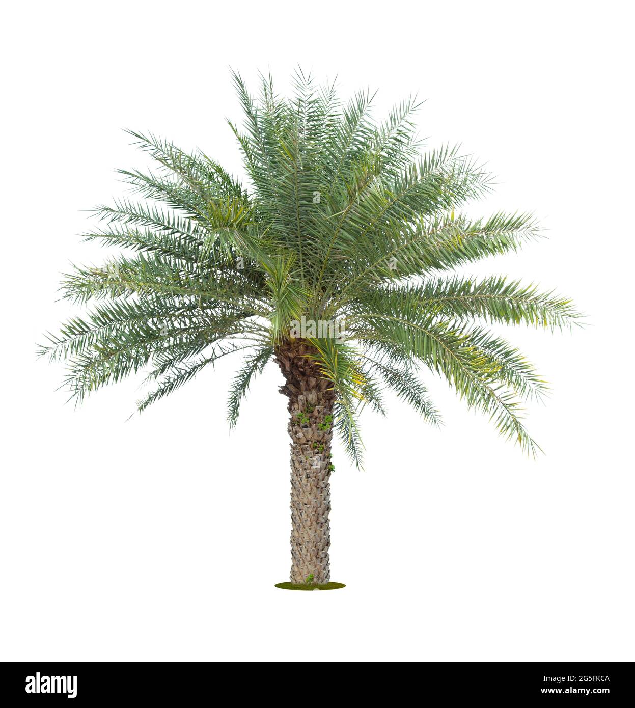 Le palmier isolé sur fond blanc. Banque D'Images
