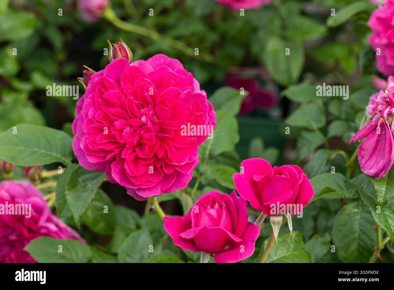 David austin english rose Banque de photographies et d’images à haute