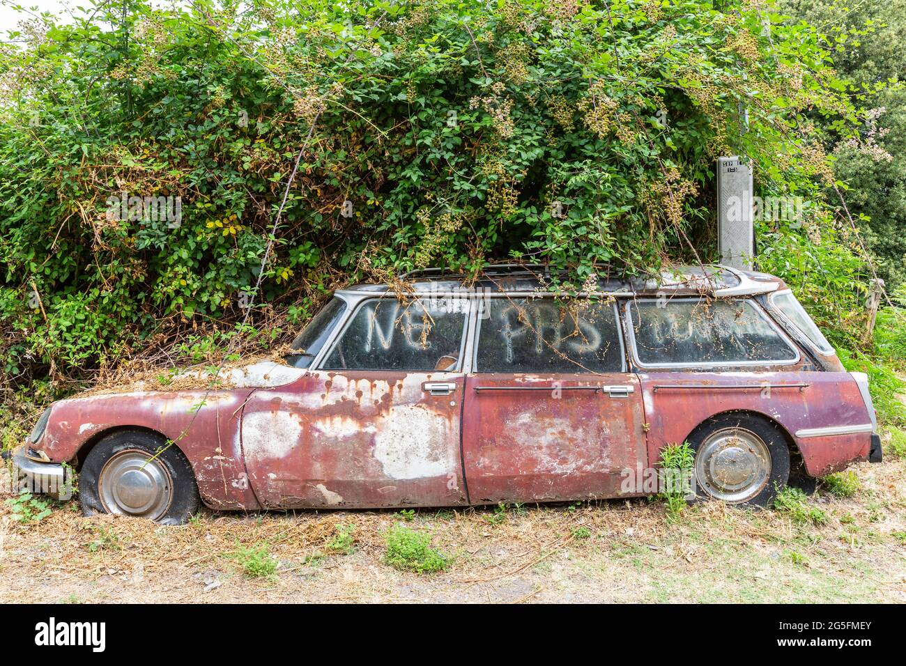 Épave de voiture abandonnée, surcultivée avec de la végétation. Corse, France Banque D'Images