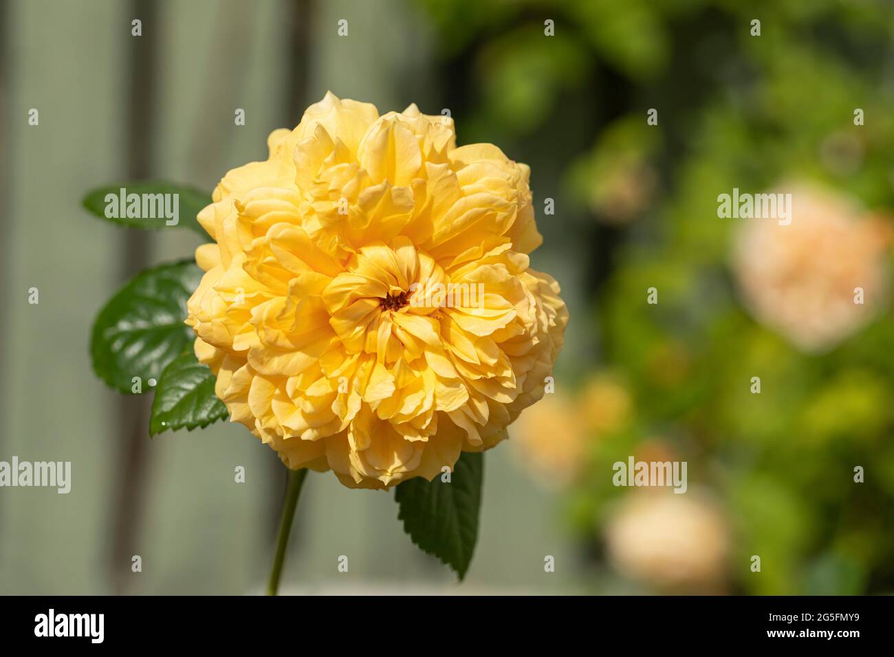 Gros plan d'une rose arbuste jaune appelée Rosa Leah Tulu dans un jardin anglais. Une belle fleur de rose jaune. ROYAUME-UNI Banque D'Images
