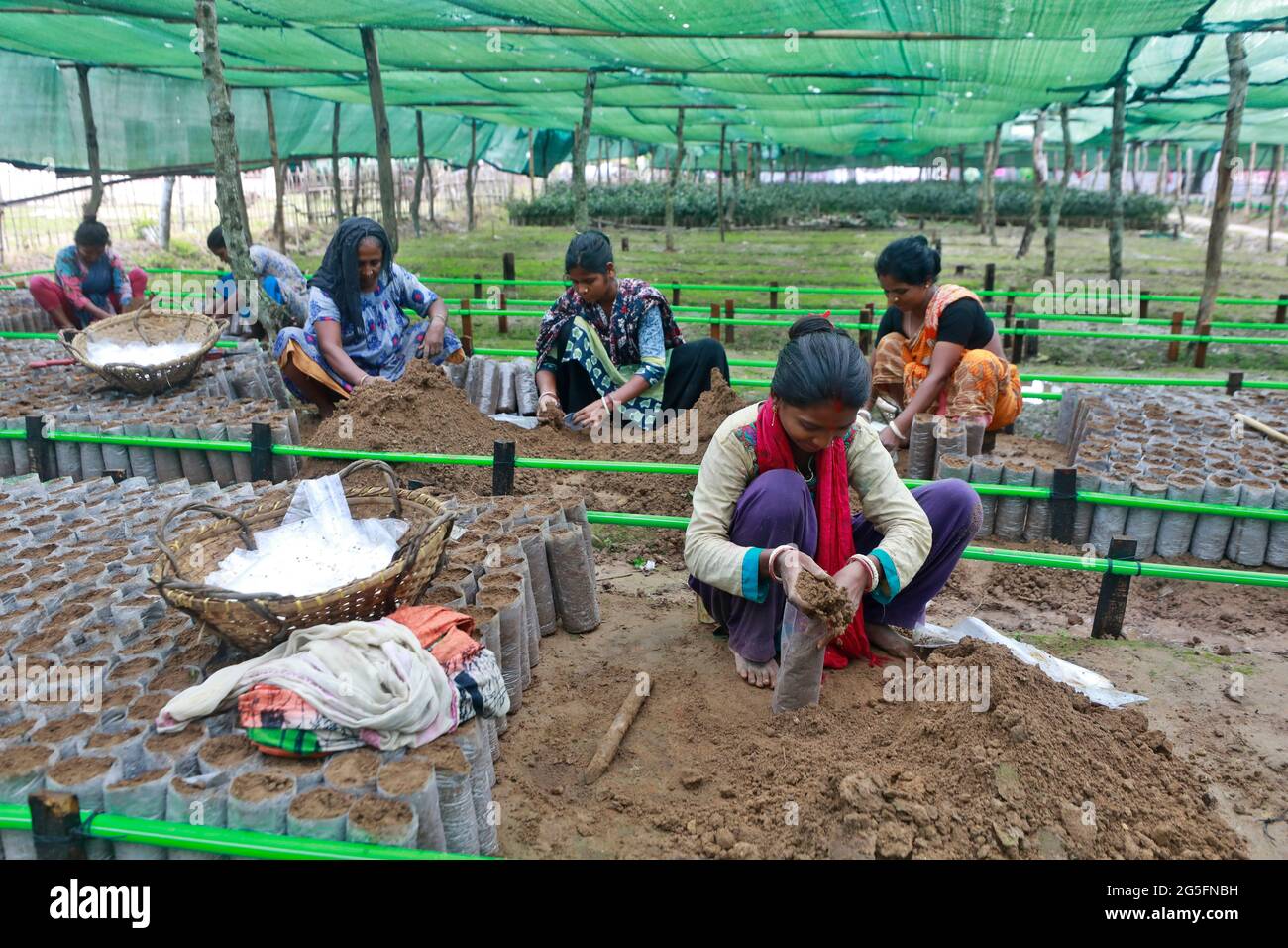 Moulvibazar, Bangladesh - 19 juin 2021 : les travailleuses préparent du sol pour la préparation de boulettes de thé à Srimangal, à Moulvibazar, au Bangladesh. Banque D'Images