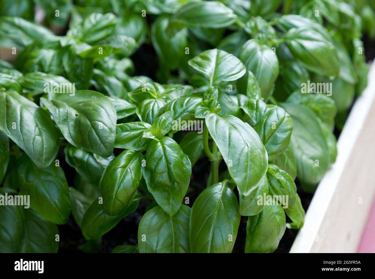 Plantes de basilic Banque D'Images