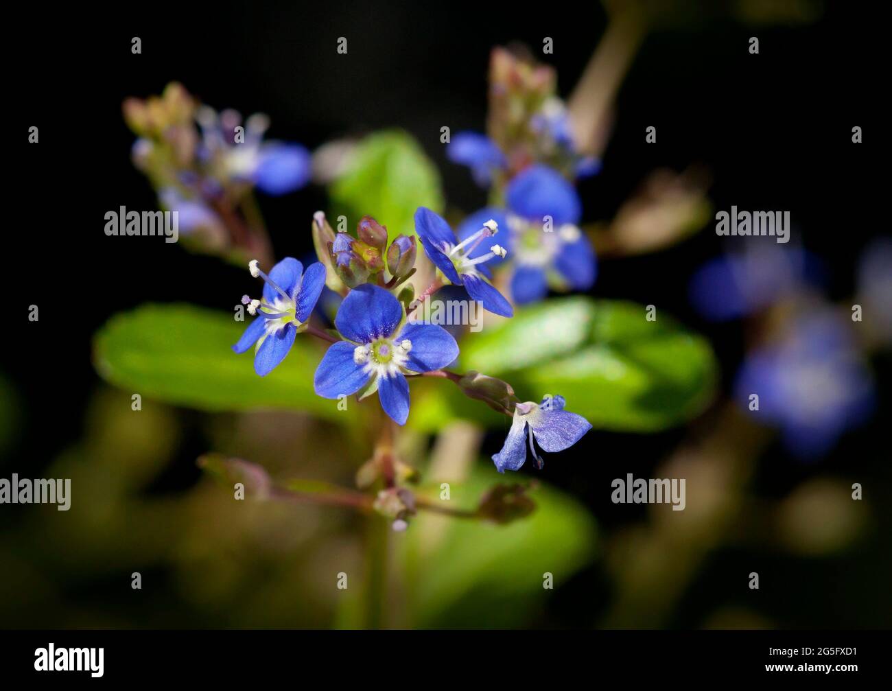 Veronica beccabunga, une espèce de plantes aquatiques indigènes du Royaume-Uni Banque D'Images