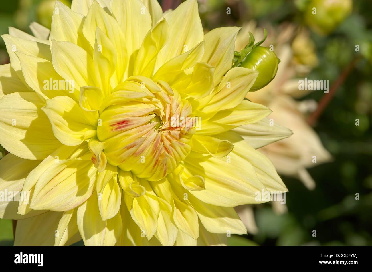 Magnifique, immense Dahlia jaune de 10' nommé Advance. Banque D'Images