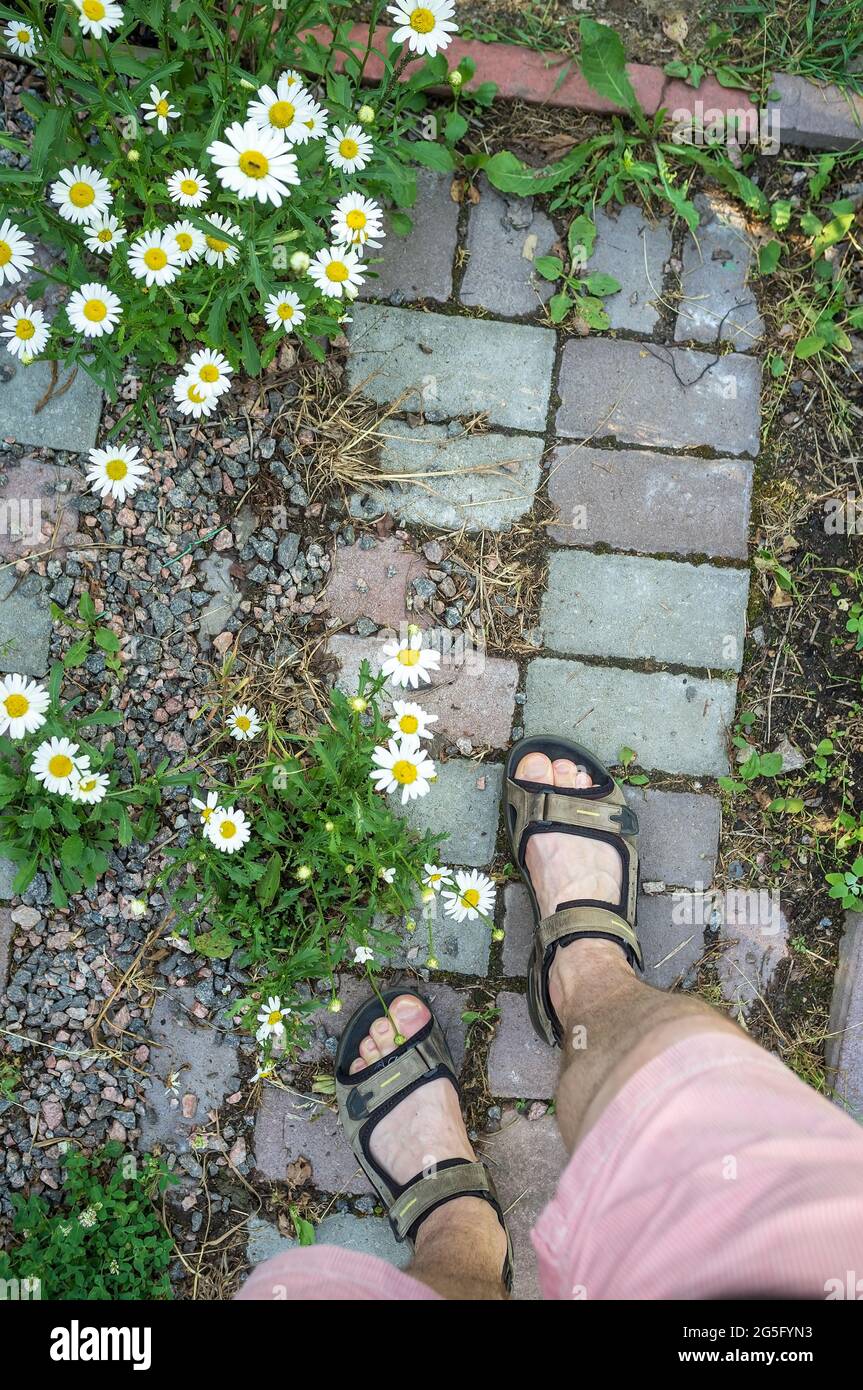 Les pieds mâles en sandales se tiennent sur un chemin de pierre dans de belles fleurs, dans un jardin, dans une cour de village, un jour d'été. Vue de dessus. Banque D'Images