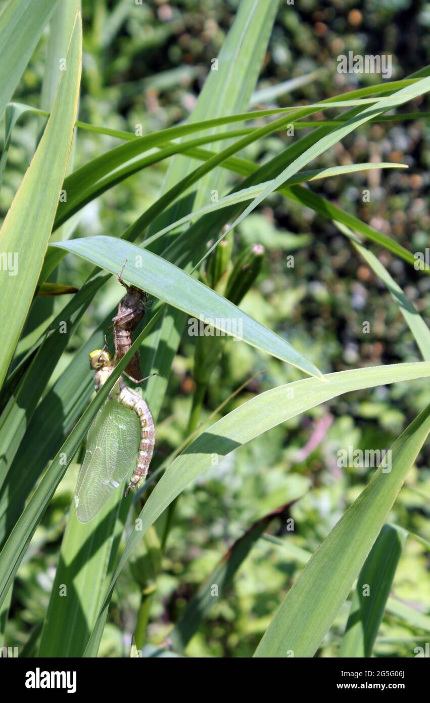 Libellule à anneau doré (Cordulegaster bottonii) métamorphose au Royaume-Uni en juin Banque D'Images