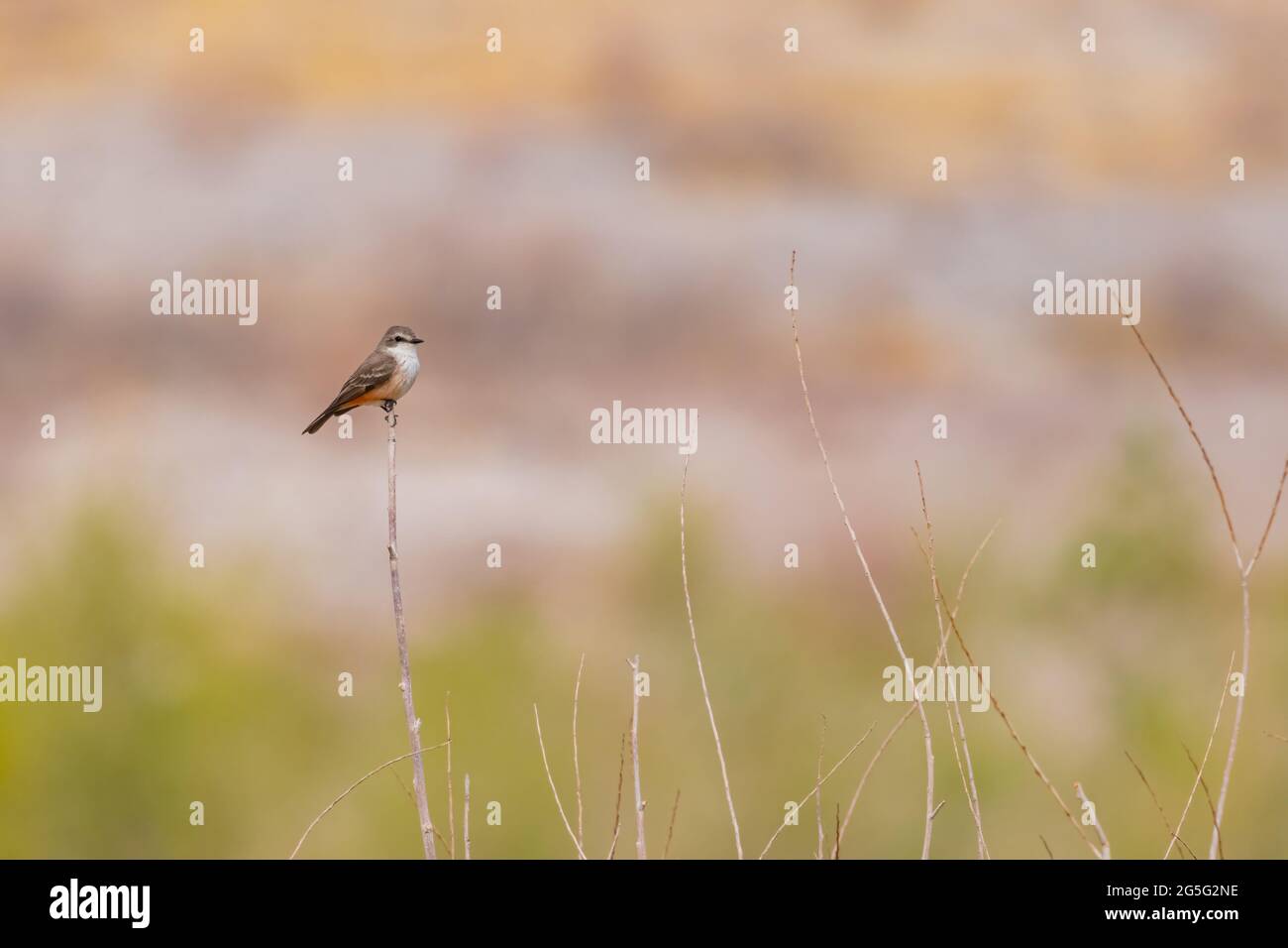 Gros plan d'un magnifique flycatcher Vermilion au Lake Mead National Recreation Area, Nevada Banque D'Images