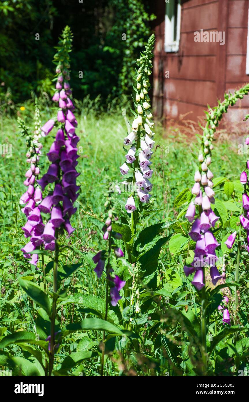 Plusieurs inflorescences du rengant rouge sur une prairie sauvage dans un jardin Banque D'Images