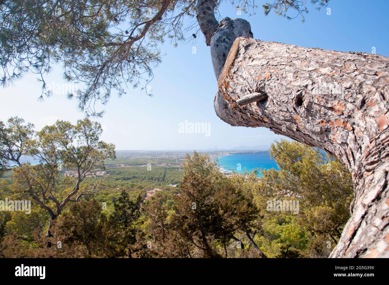 Vue rapprochée d'un tronc d'arbre et vue panoramique depuis la colline de l'île de Formentera. Mise au point sélective. Banque D'Images