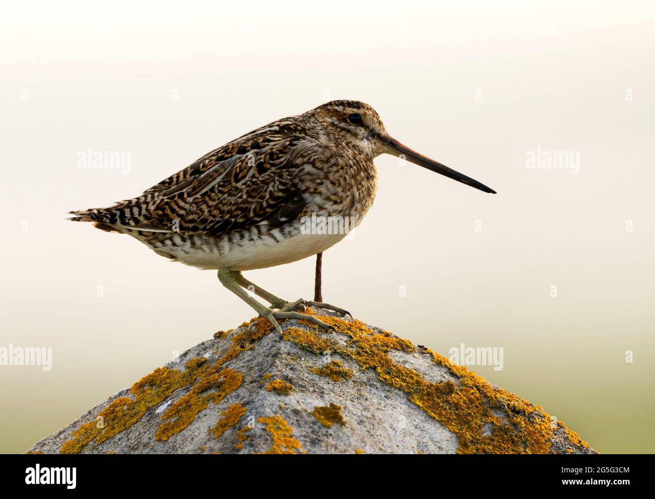Un Snipe (Gallinago gallinago), perché sur un poste de pierre, Uist du Nord, Hébrides extérieures, Écosse Banque D'Images