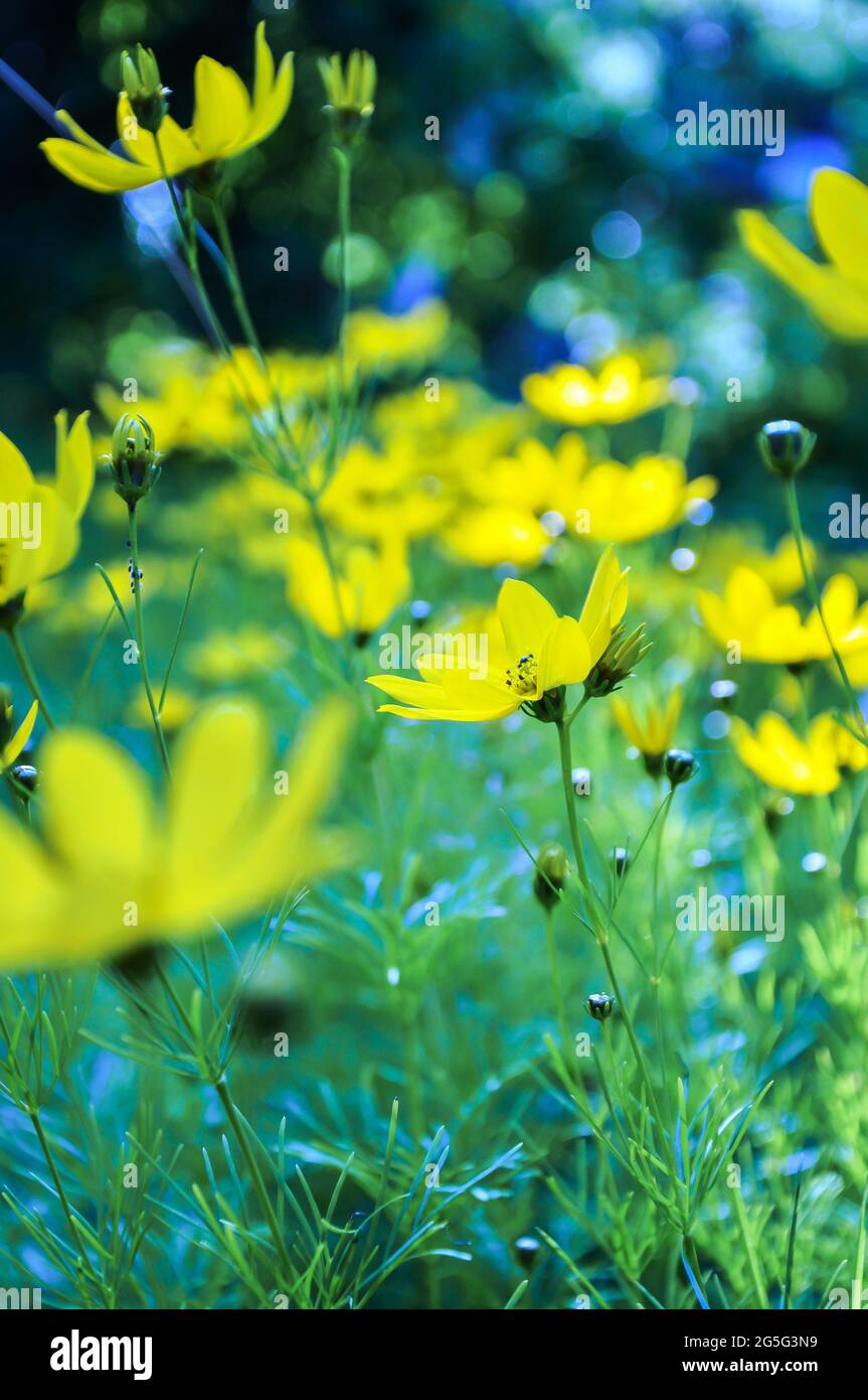 Mer jaune de flowers debout dans toute la splendeur ...