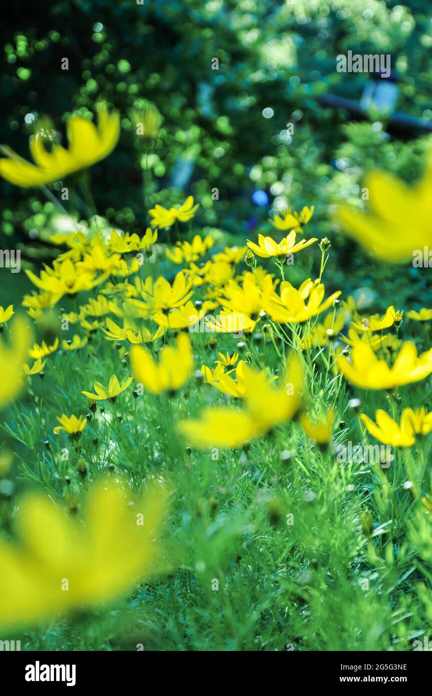 Mer jaune de ​​flowers debout dans toute la splendeur, fleurs de l'oeil de la fille, résumé gros plan Banque D'Images