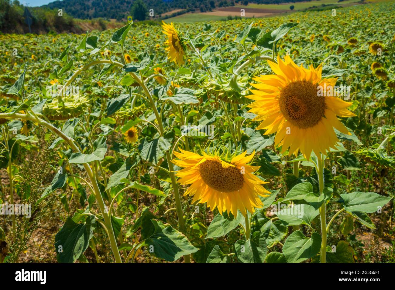 Tournesols écologiques Banque de photographies et d’images à haute