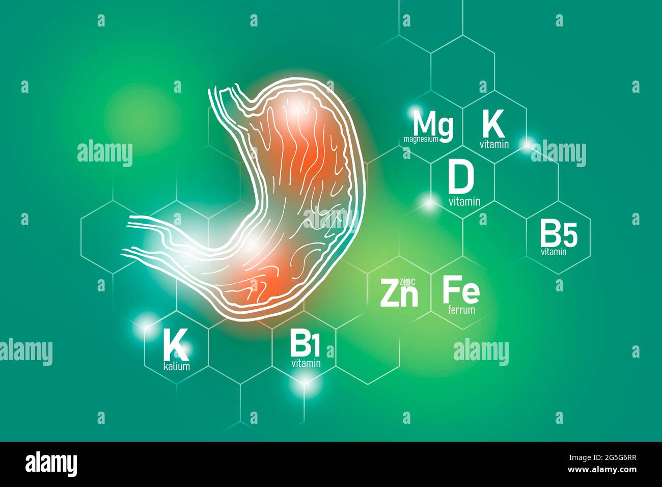 Nutriments essentiels pour la santé de l'estomac, y compris le zinc, le Kalium, la vitamine B5, le Ferrum. Ensemble de conception des principaux organes humains avec des vitamines Banque D'Images