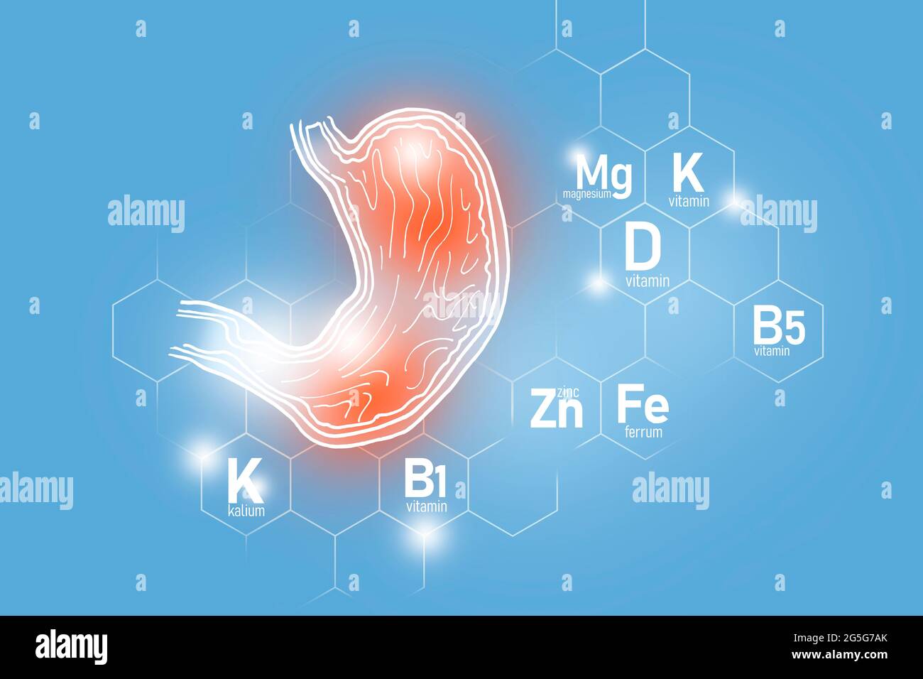 Nutriments essentiels pour la santé de l'estomac, y compris le zinc, le Kalium, la vitamine B5, le Ferrum. Ensemble de conception des principaux organes humains avec grille moléculaire sur bleu Banque D'Images