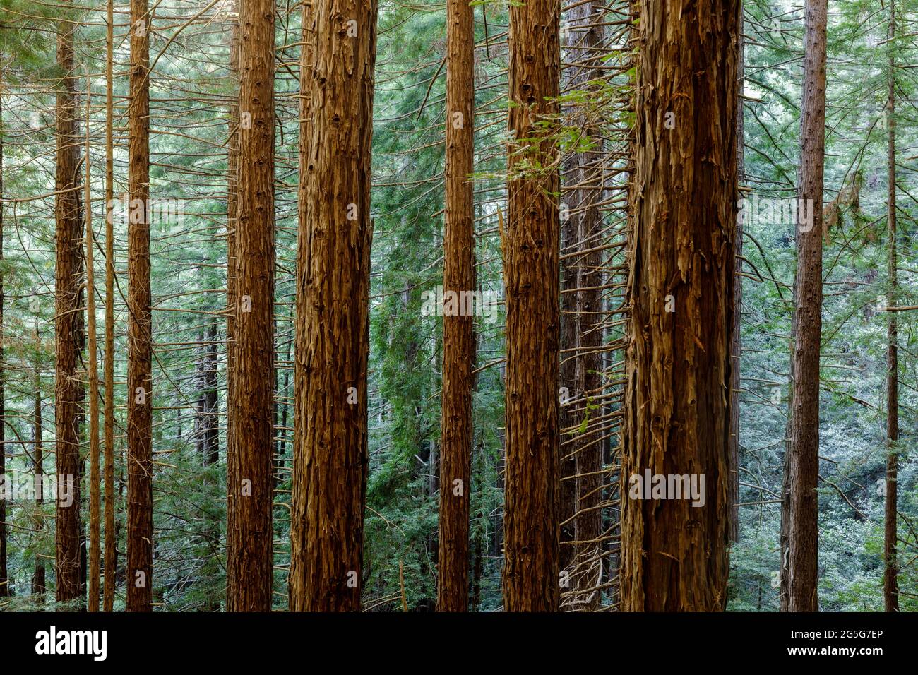 Forêt de séquoias dans le parc national de Muir Woods, Mill Valley, Californie, États-Unis Banque D'Images